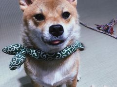 -逗柴咖啡屋·狗咖猫咖宠物桌游