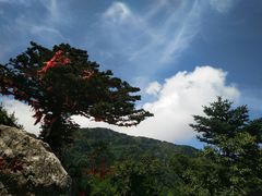 -牛背梁国家森林公园