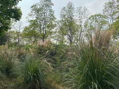 -贡湖湾湿地公园