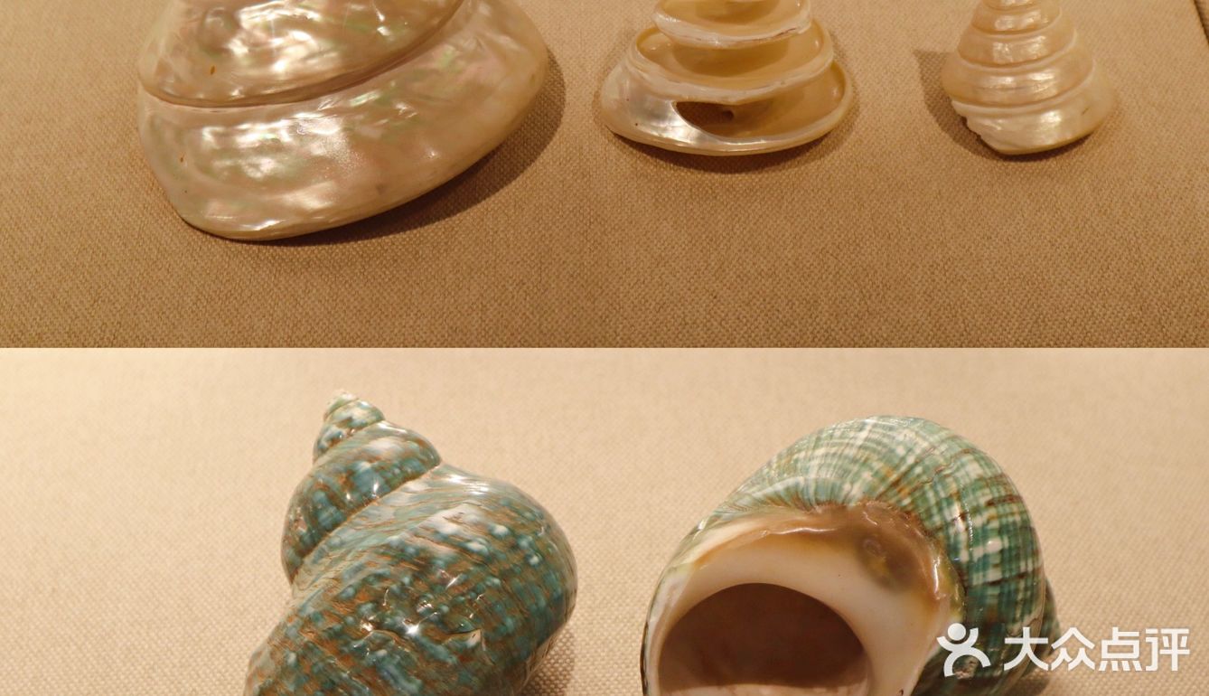 北京自然博物馆临展：邮票+贝壳爱好者冲鸭！