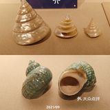 北京自然博物馆临展：邮票+贝壳爱好者冲鸭！