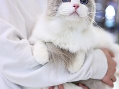 -momokira米努特·德文卷毛猫·棉花面纱犬