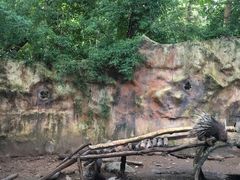 -清迈夜间动物园