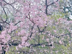 -武汉大学-樱园