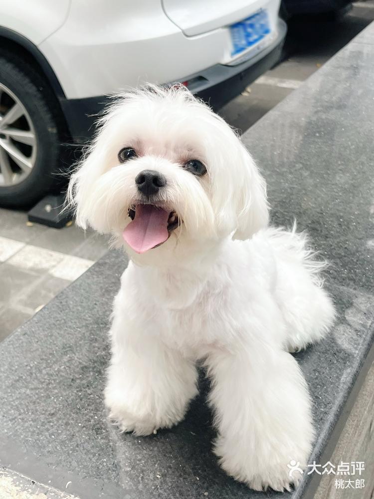 马尔济斯|小狗狗跟主人剪一样的发型-大众点评