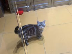 -MARSMART PETS火星宠物超市(1733店)