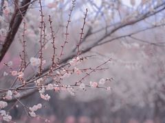 -蜀冈西峰生态公园