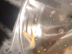 -1点点(东鼎店)