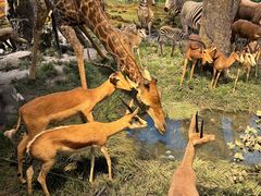 -国家自然博物馆