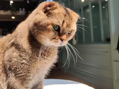 -安格丽娜·狗咖·猫咖羊驼咖(春熙路百盛商场店)