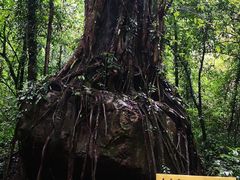 -莫里热带雨林景区