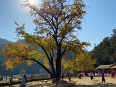 -千年银杏谷文化旅游区