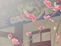 -北京大学百年讲堂