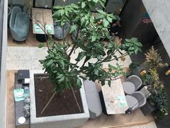 -大树餐厅(红旗街万达店)