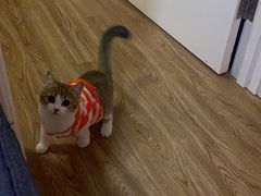 -爱侣宠医·鹦鹉专科·小型哺乳类·异宠专科(灵石路店)