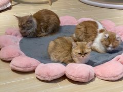 -momokira米努特·德文卷毛猫·棉花面纱犬