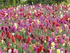 -广东花都香草世界旅游度假区