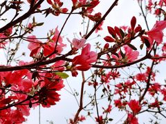 -木兰云雾山