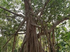 -中国科学院西双版纳热带植物园
