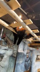 -Zoolung Zoolung动物主题公园(海信广场店)