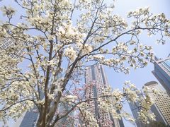 -陆家嘴中心绿地