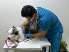 -美联众合动物医院·24h转诊中心