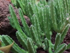 -昆明植物园