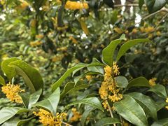 -金鸡湖桃花岛