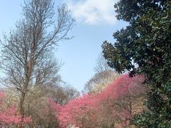 -杭州植物园