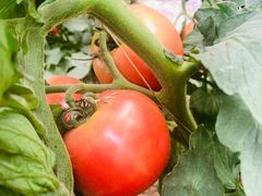 -庞各庄西瓜蔬菜采摘园·锦华瓜园