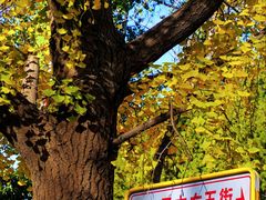 -三里屯东五街银杏大道