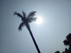 -东莞植物园