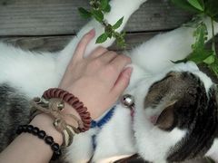 android_upload_pic-海边的猫和咖啡馆