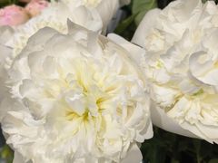 -FEI FEI FLOWER鲜花店·气球派对·宝宝宴布置(虹口德必运动Loft店)
