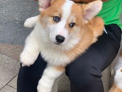 -柯斗斗主题餐厅·狗咖·围炉煮茶·茶饮(国瑞升平里店)