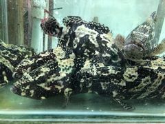 -浩海美食店(闸坡店)