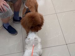 -爱侣宠医·鹦鹉专科·小型哺乳类·异宠专科(灵石路店)