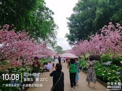 -天适樱花悠乐园