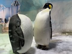 -海合安成都极地海洋公园
