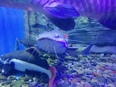 -芜湖新华联大白鲸海洋公园