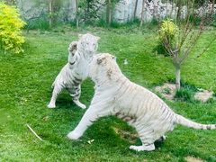 -北京野生动物园