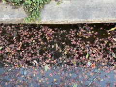 -诗经里