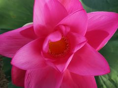 -洪湖生态旅游区