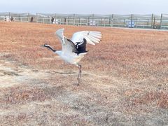 -盐城丹顶鹤湿地生态旅游区