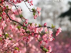 -莫愁湖公园