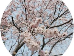 -桃花堤公园