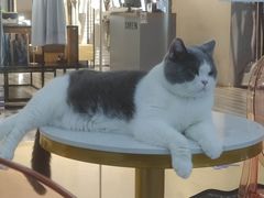 -糯米喵星人·撸猫猫舍咖啡馆(西市场嘉华店)