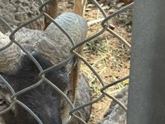 -合肥野生动物园