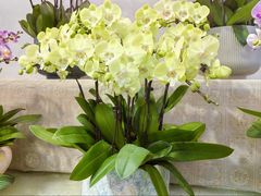 -双季花艺园艺市场(浦东店)