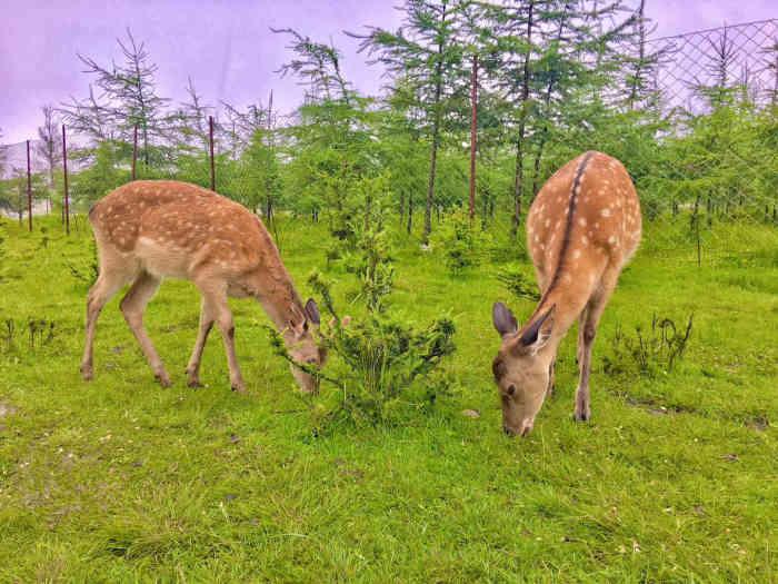 元古堆鹿场-"太好玩啦 跟着导航是到不了滴 需要再往里.